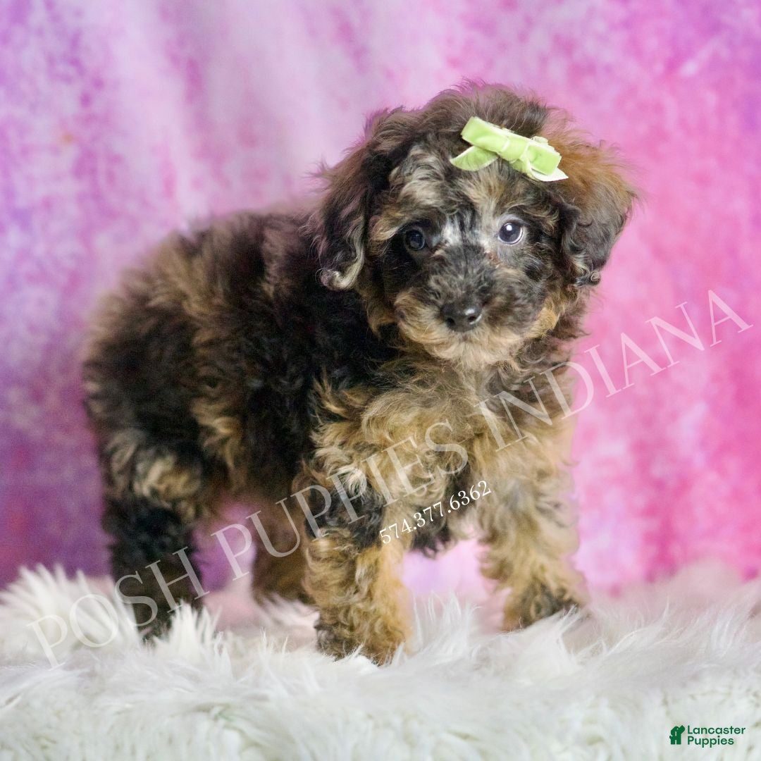 Toy Poodle dogs Mattie  - Ad 22
