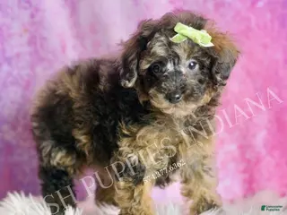 Toy Poodle dogs Mattie - Ad 9