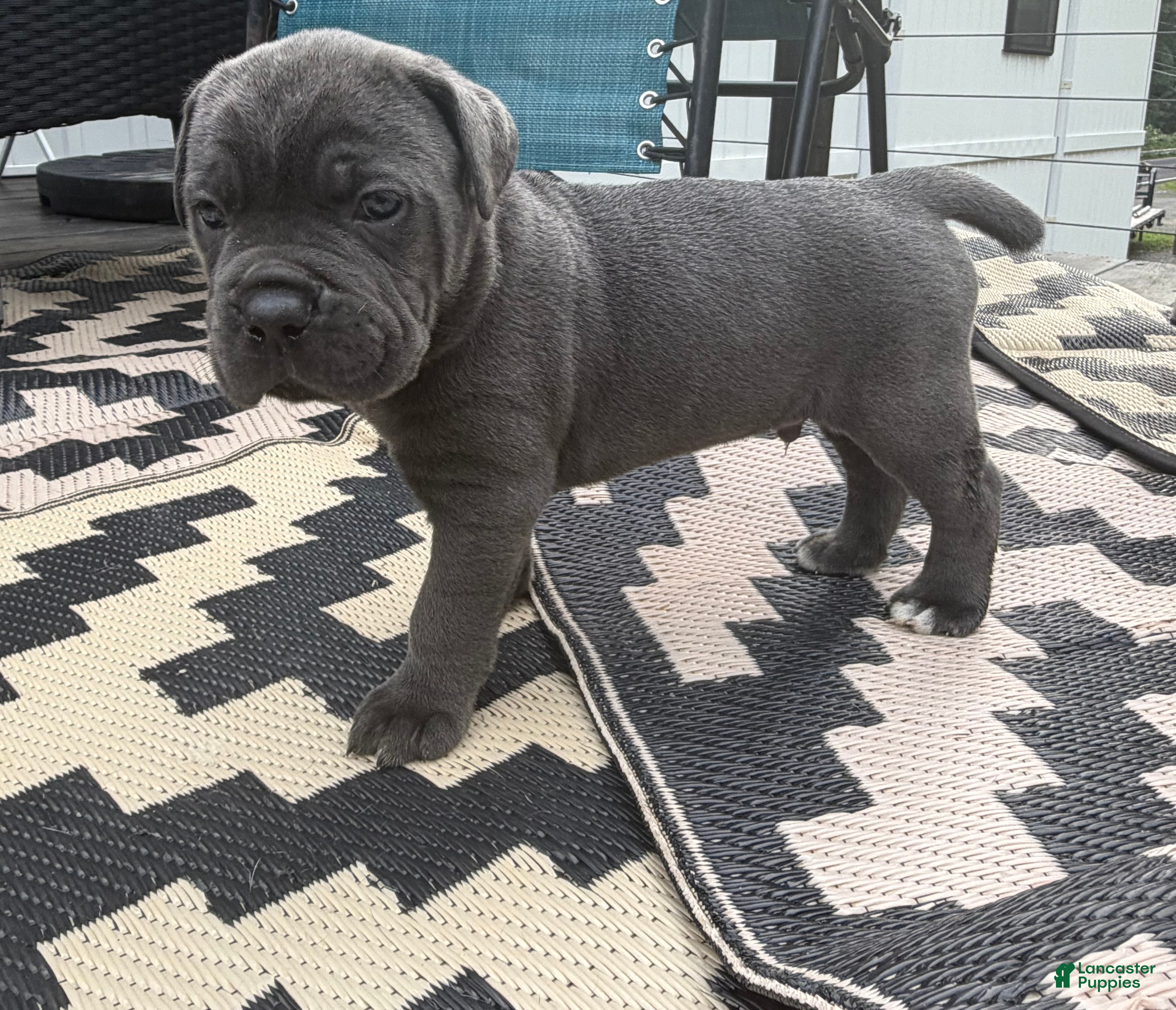 Cane Corso dogs Green Collar - Bugsy - Ad 1