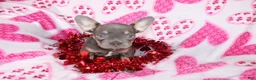 French Bulldog dogs for sale: Hunter - Ad 5