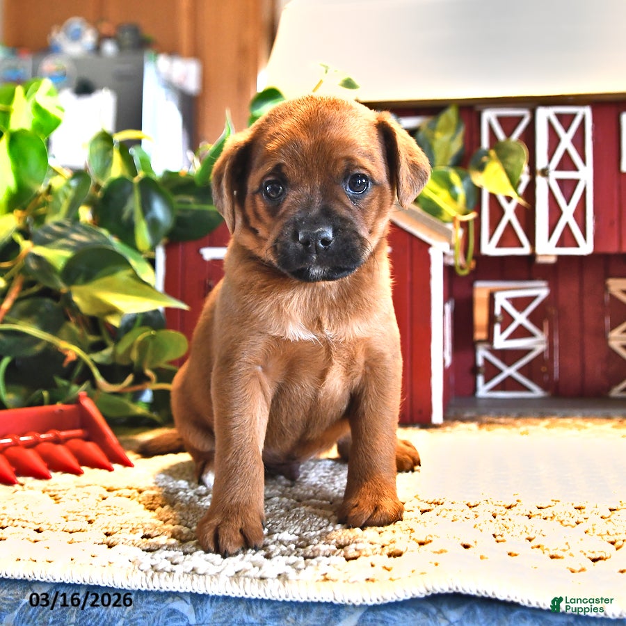 Mixed Breed dogs Laddie - Ad 2