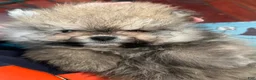 Pomeranian dogs for sale: Pomeranian Puppy 3 - Ad 4