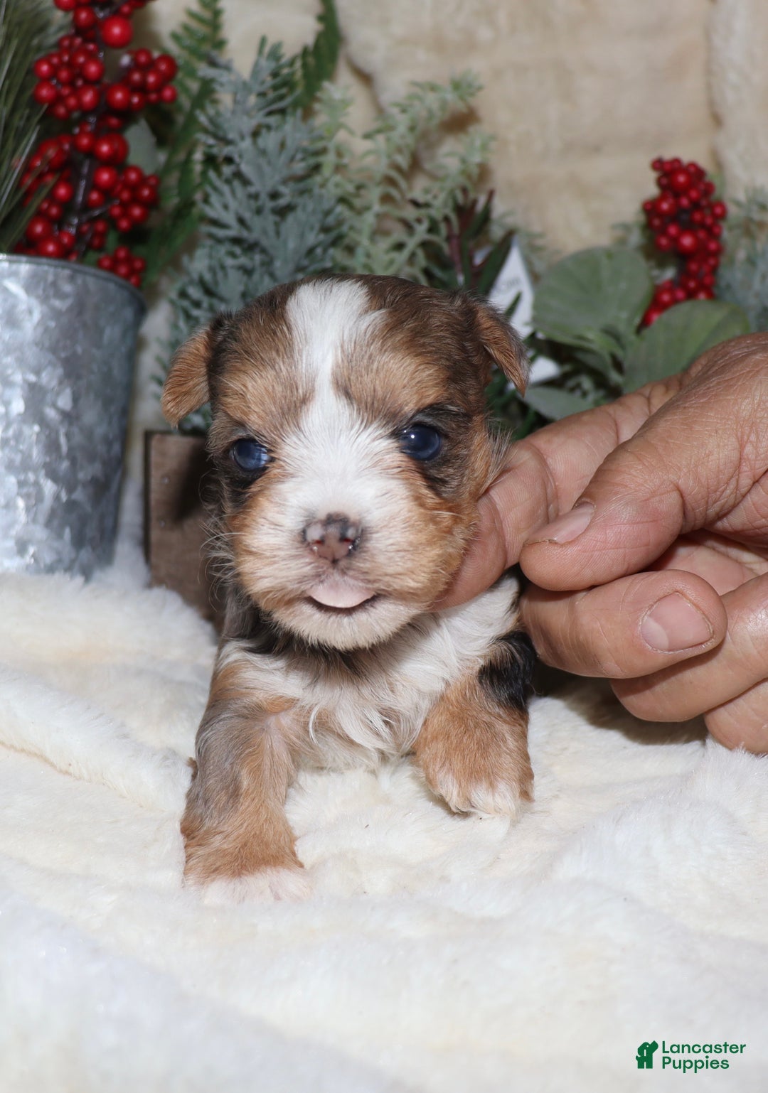 Yorkshire Terrier dogs for sale: Ella - blue merle - Ad 12