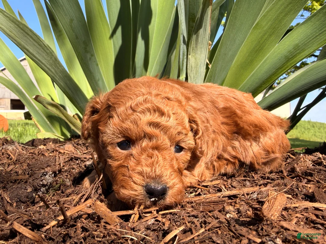 Toy Poodle dogs for sale: Willow  - Ad 1