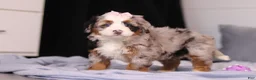 Mini Bernedoodle dogs for sale: Zuzu - Ad 2