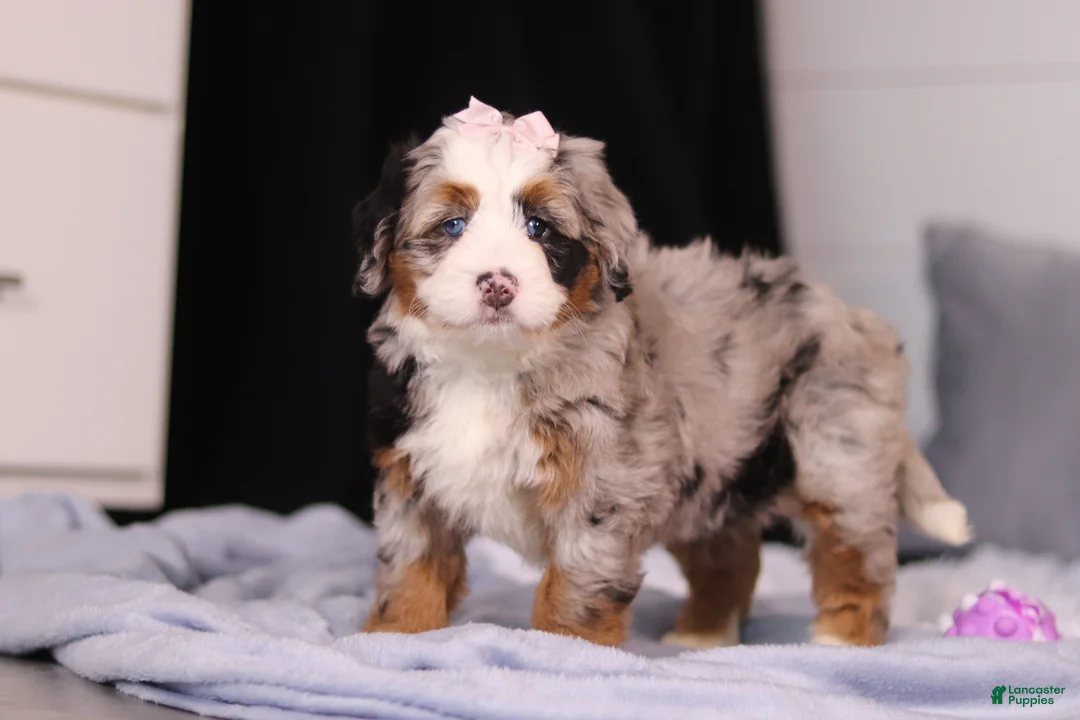 Mini Bernedoodle dogs for sale: Zuzu - Ad 2