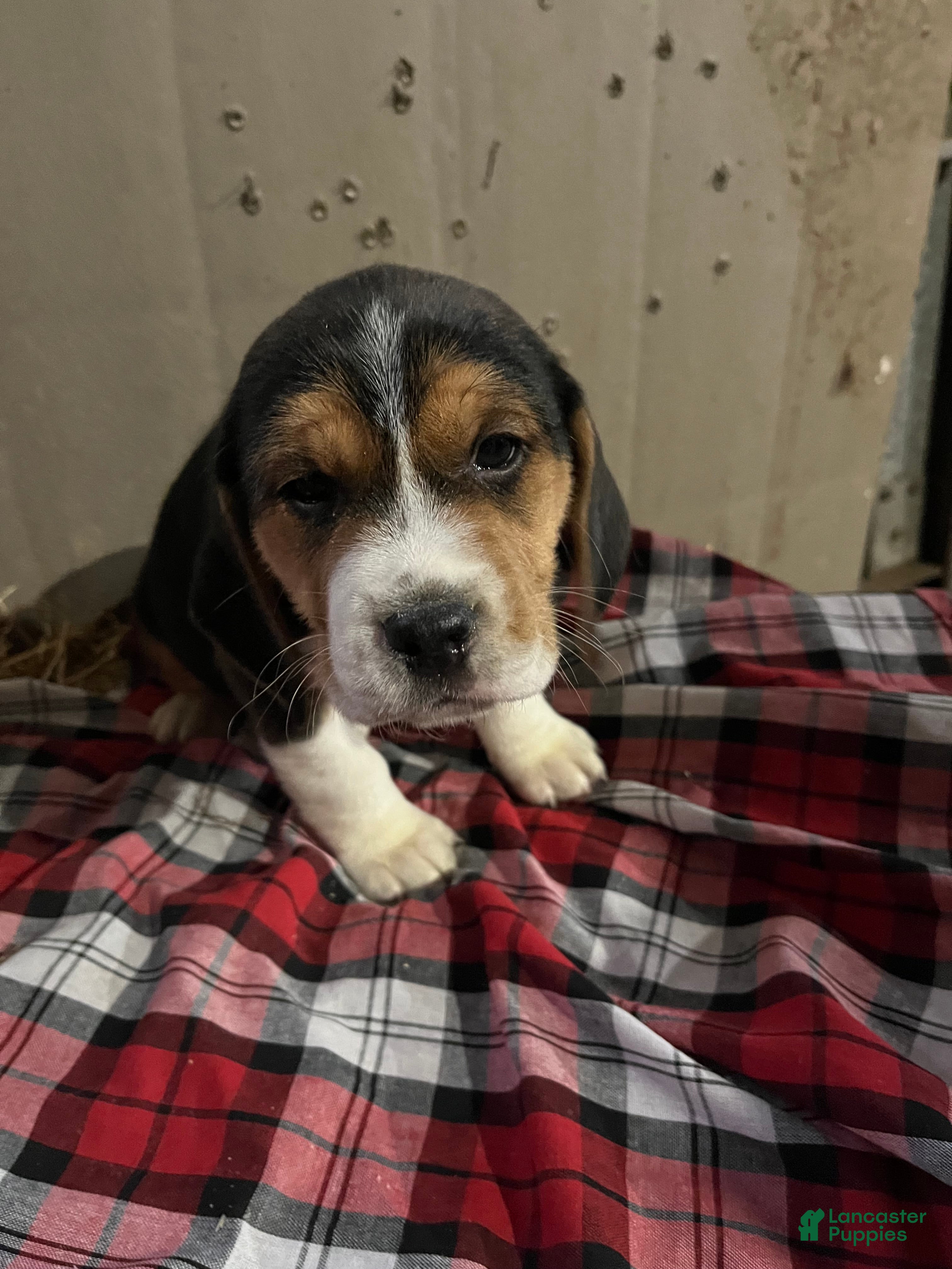 Mixed Breed dogs Coco - Ad 26