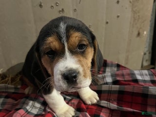 Mixed Breed dogs Coco - Ad 14