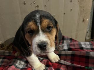 Mixed Breed dogs Coco - Ad 40