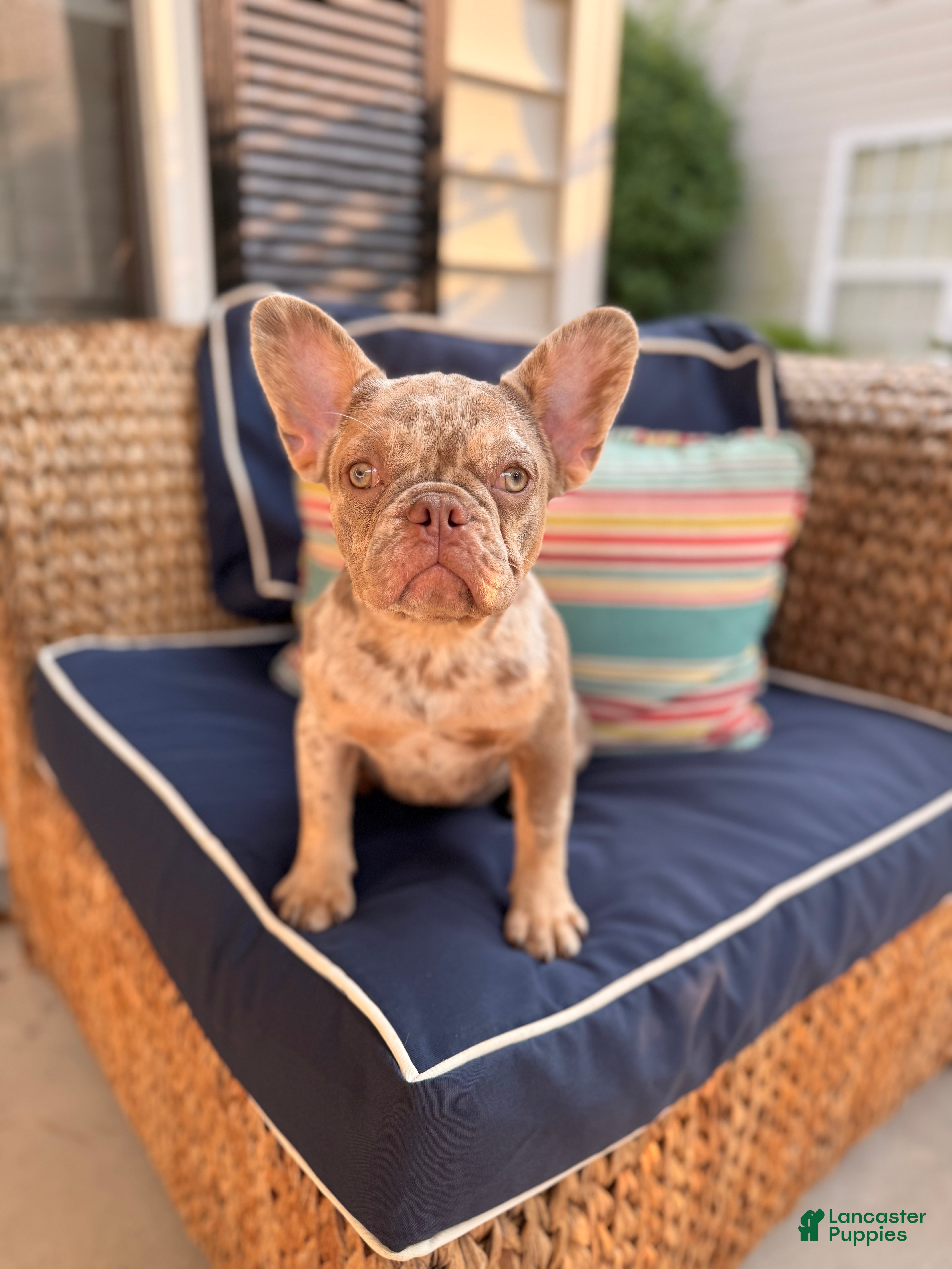 French Bulldog dogs French Bulldog Puppy 1 - Ad 1