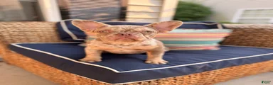 French Bulldog Puppy 1