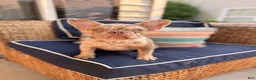 French Bulldog dogs for sale: French Bulldog Puppy 1 - Ad 1