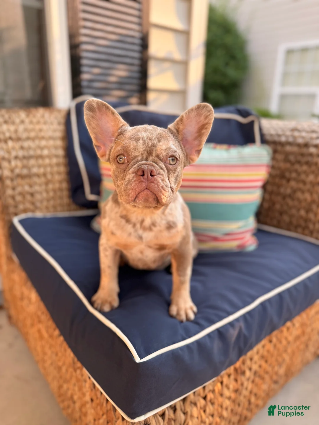 French Bulldog dogs for sale: French Bulldog Puppy 1 - Ad 1