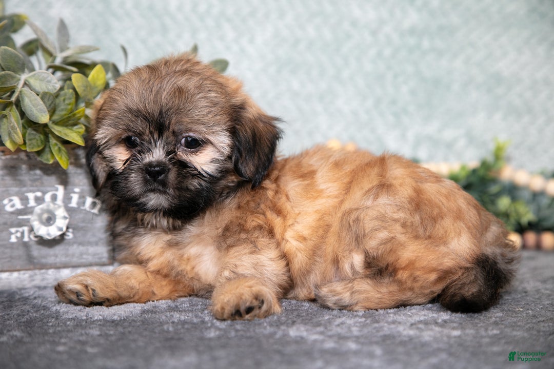 Shih Tzu dogs for sale: Bobby - Ad 2