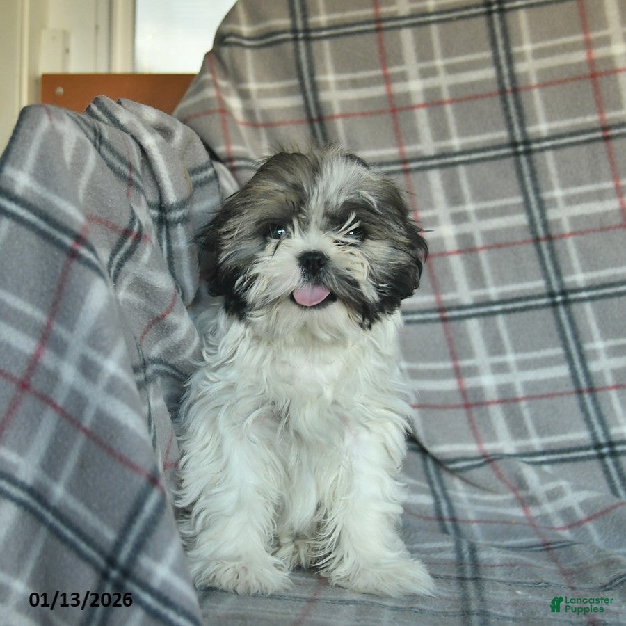 Shihpoo dogs Midge  - Ad 2