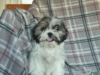 Shihpoo dogs Midge - Ad 2