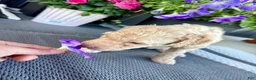 Standard Poodle dogs for sale: Pink Collar  - Ad 5