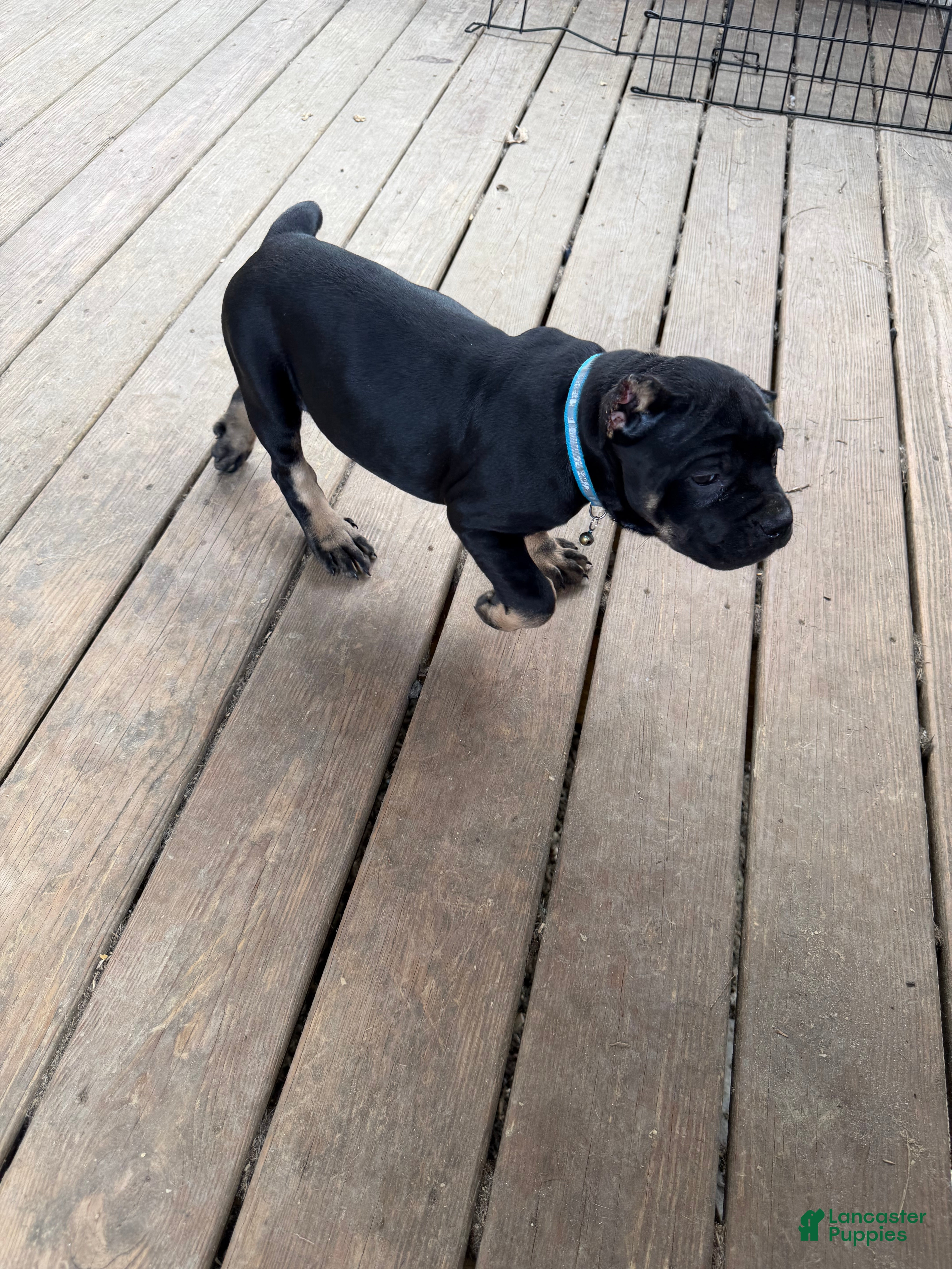 Cane Corso dogs Marceline  - Ad 2