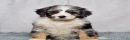 Bernedoodle dogs for sale: Winnie - Ad 6
