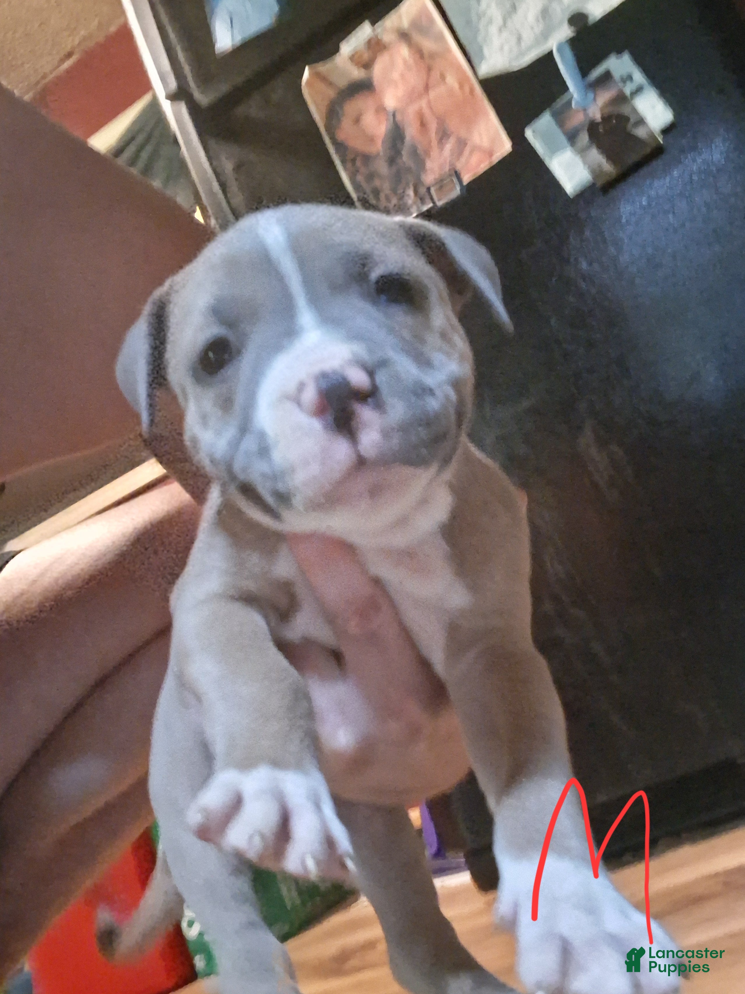 American Pit Bull Terrier dogs American Pit Bull Terrier 5 - Ad 39