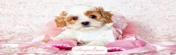 Cavapoo dogs for sale: Angelina - Ad 20