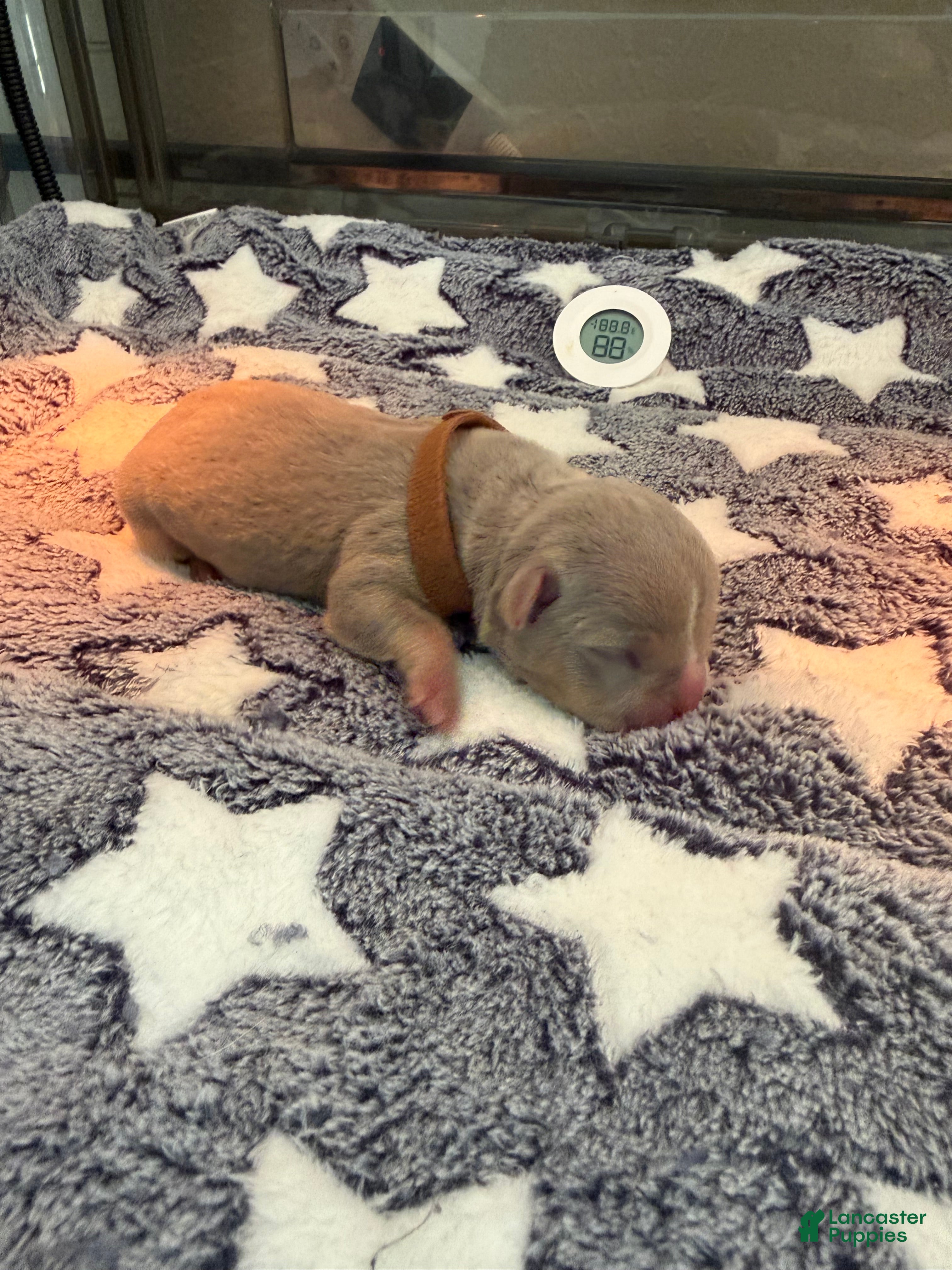 American Bully dogs American Bully 4 - Ad 35