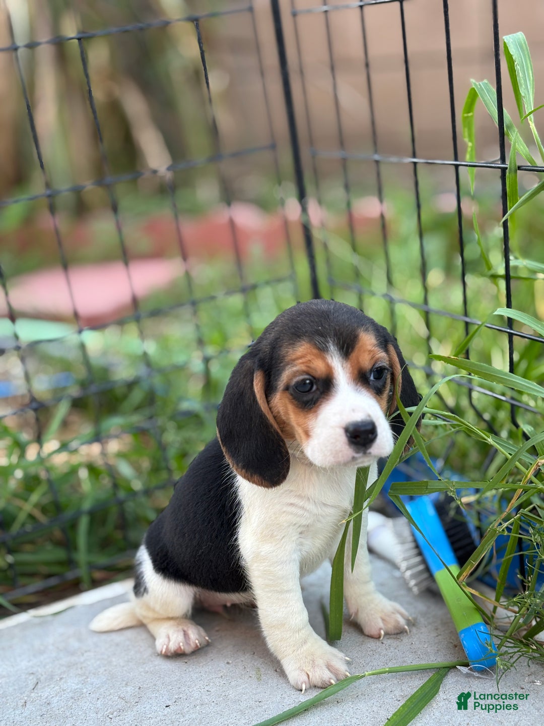 Beagle dogs for sale: Emily - Ad 14
