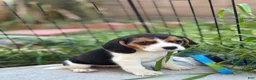 Beagle dogs for sale: Emily - Ad 14