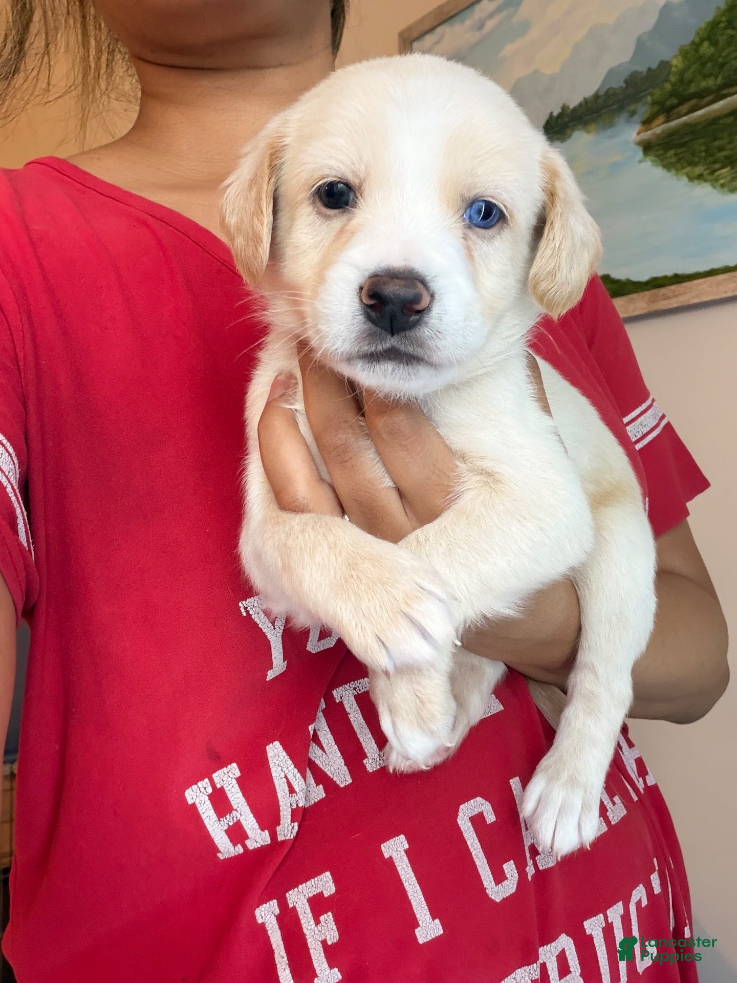 Mixed Breed dogs for sale: Dash - Ad 42