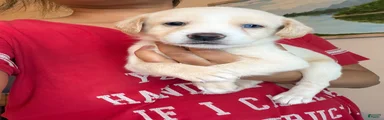 Dash