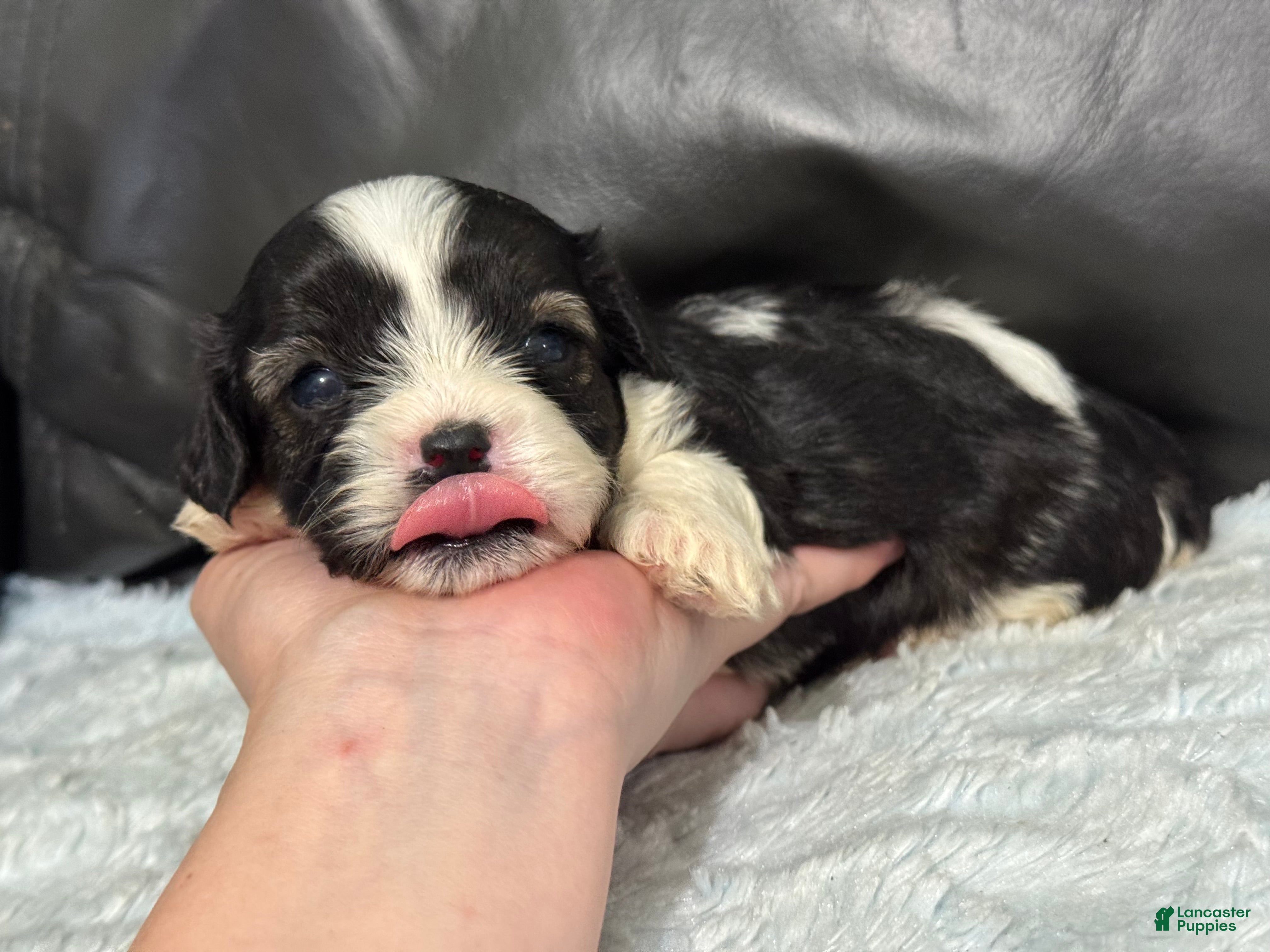 Cavapoo dogs Bella - Ad 42