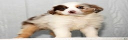 Miniature Australian Shepherd dogs for sale: Dexter - Ad 4