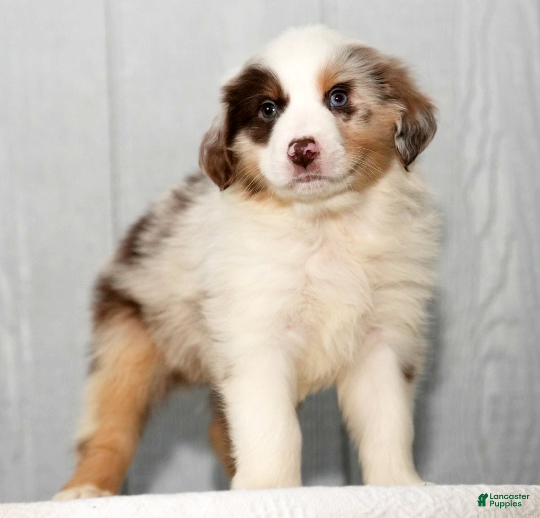 Miniature Australian Shepherd dogs for sale: Dexter - Ad 4