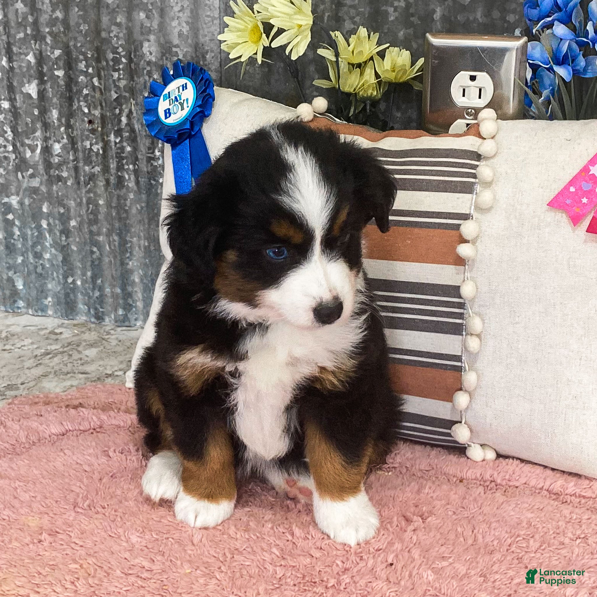Miniature Australian Shepherd dogs Peanut Miniature Australian Shepherd Puppy  - Ad 2