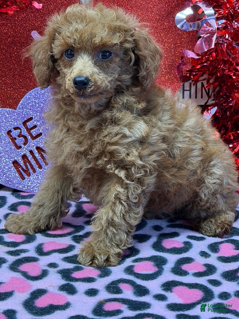 Toy Poodle dogs Landon - Ad 14