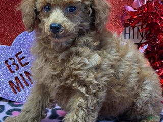 Toy Poodle dogs Landon - Ad 19