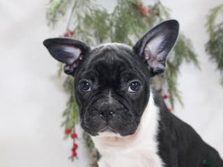 Frenchton dogs Ross - Ad 22