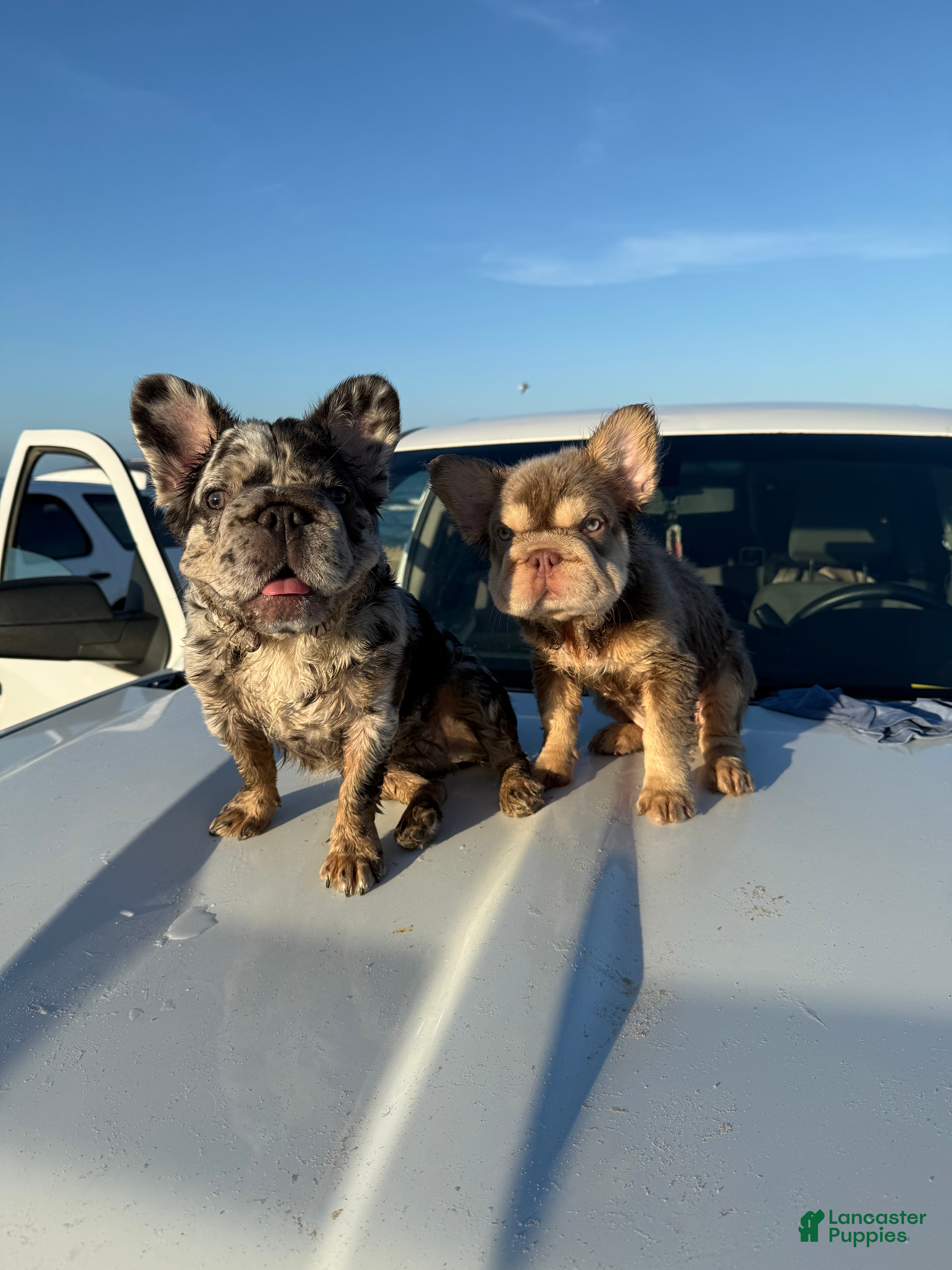 French Bulldog dogs French Bulldog 1 - Ad 1
