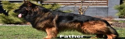 German Shepherd dogs for sale: Sugar - Ad 3