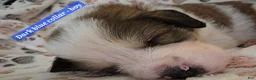 Mixed Breed dogs for sale: Light blue - Ad 8