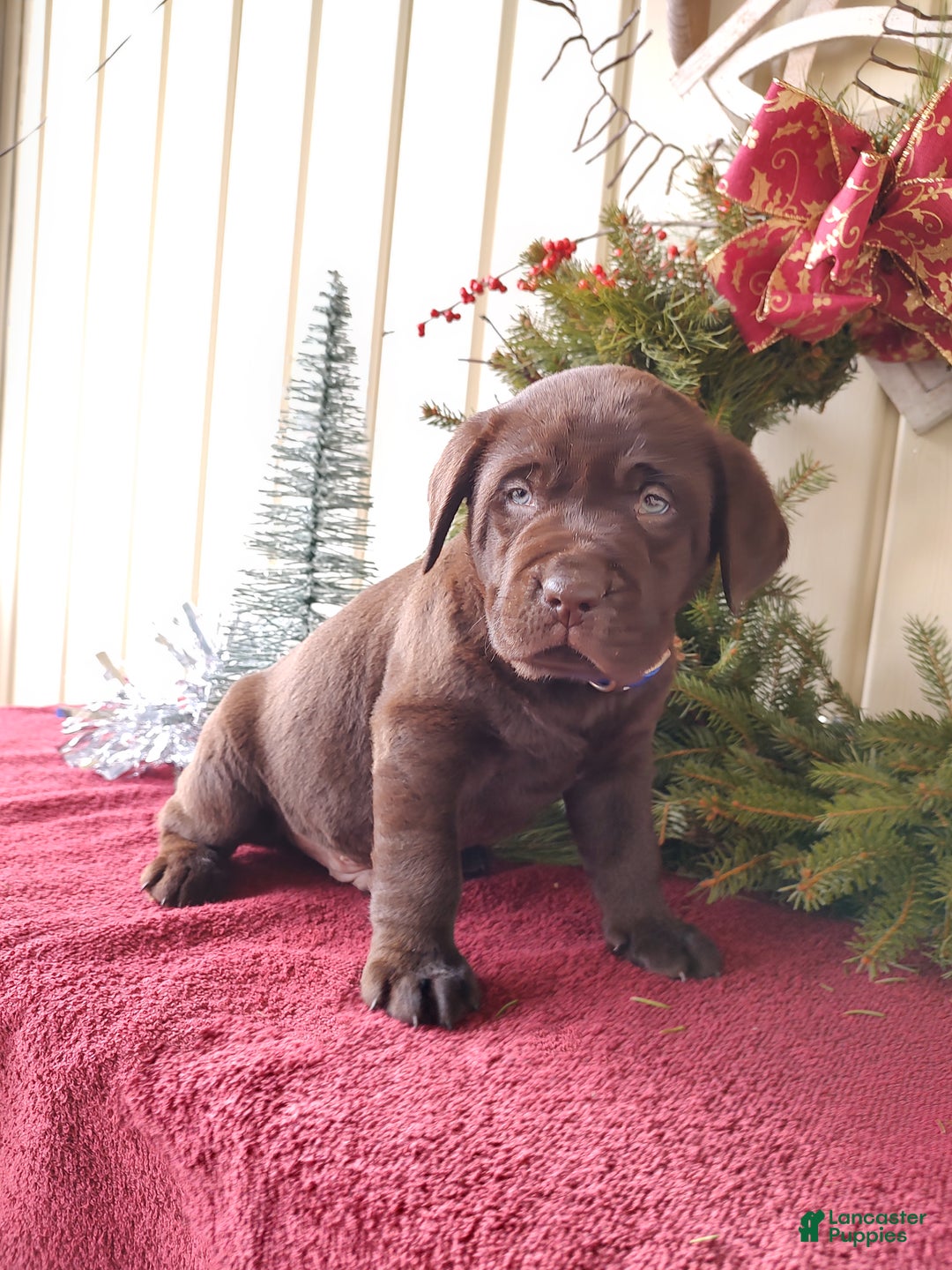 Labrador Retriever dogs for sale: Rugar - Ad 3