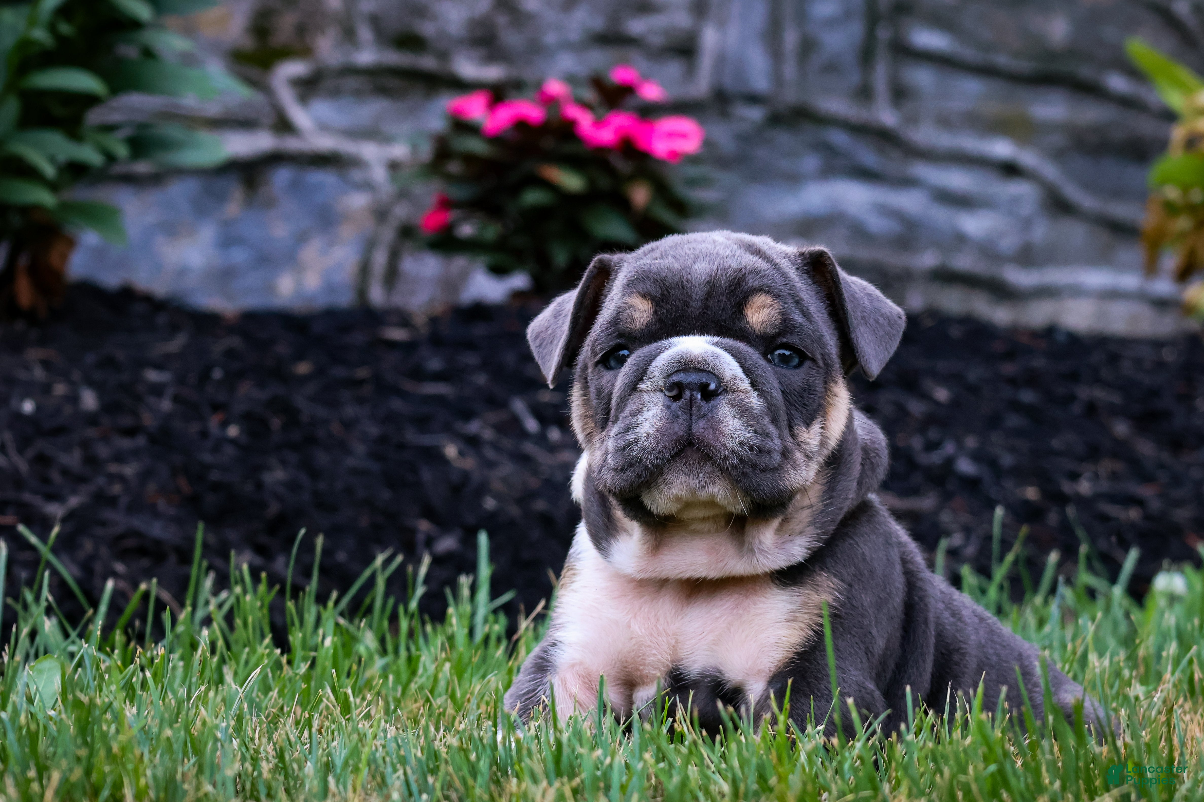 English Bulldog dogs Dino - Ad 1