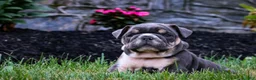 English Bulldog dogs for sale: Dino - Ad 1
