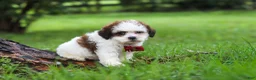 Shihpoo dogs for sale: Charlie - Ad 3