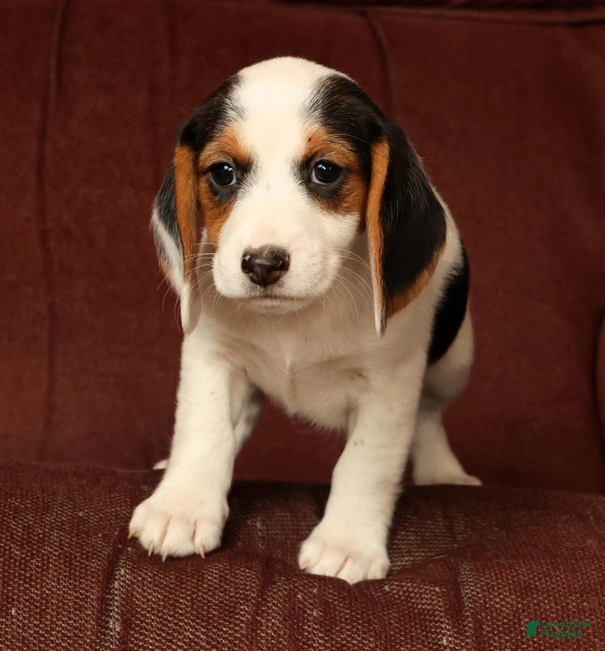 Beagle dogs for sale: Candy - Ad 6