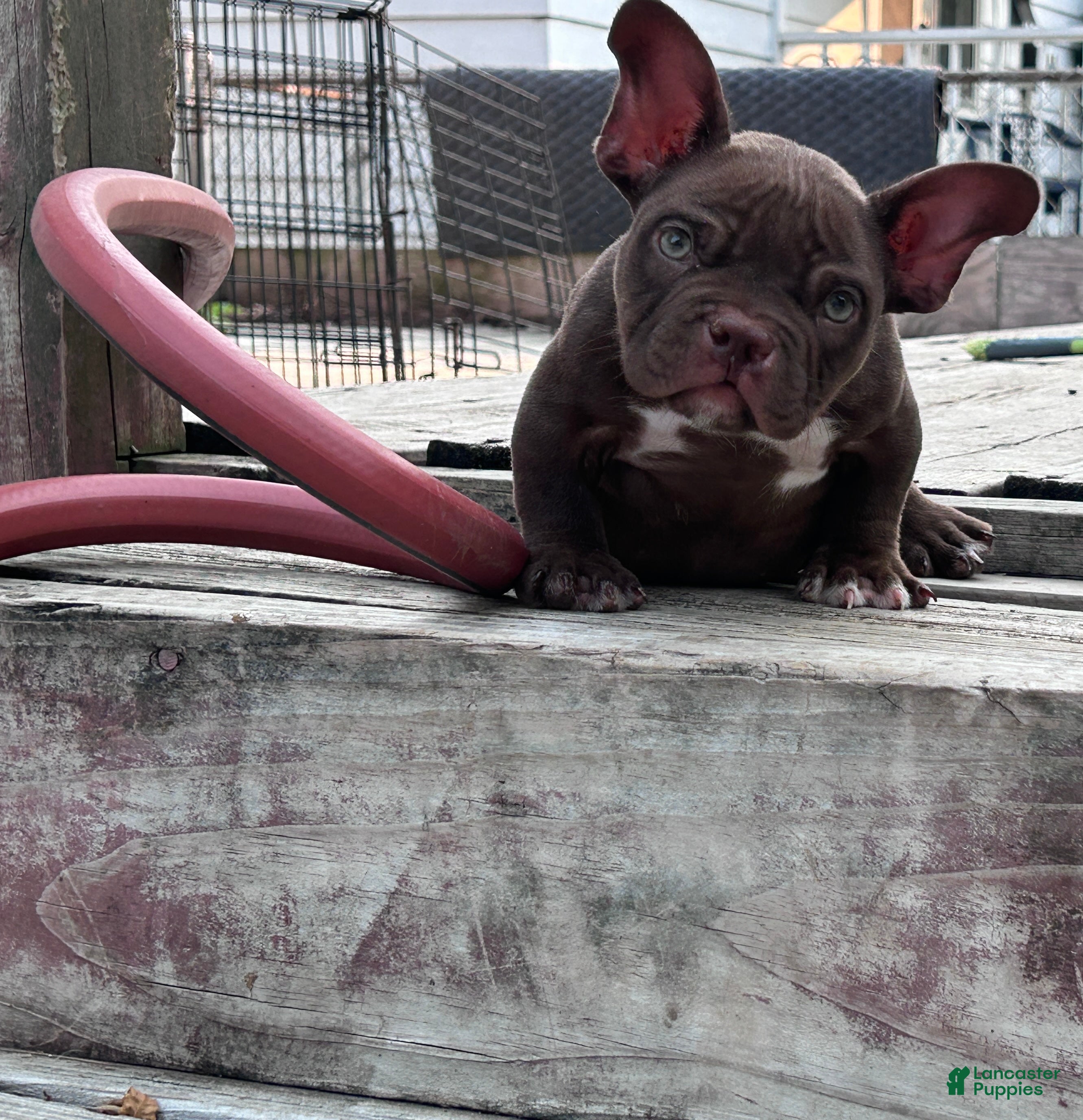 American Bully dogs Royalty - Ad 1