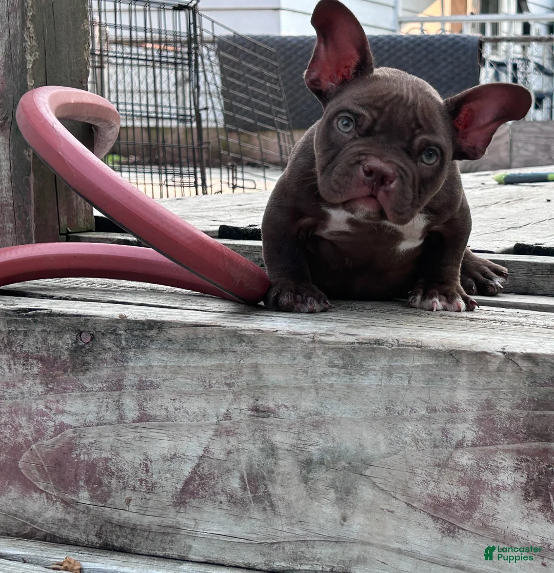 American Bully dogs for sale: Royalty - Ad 1
