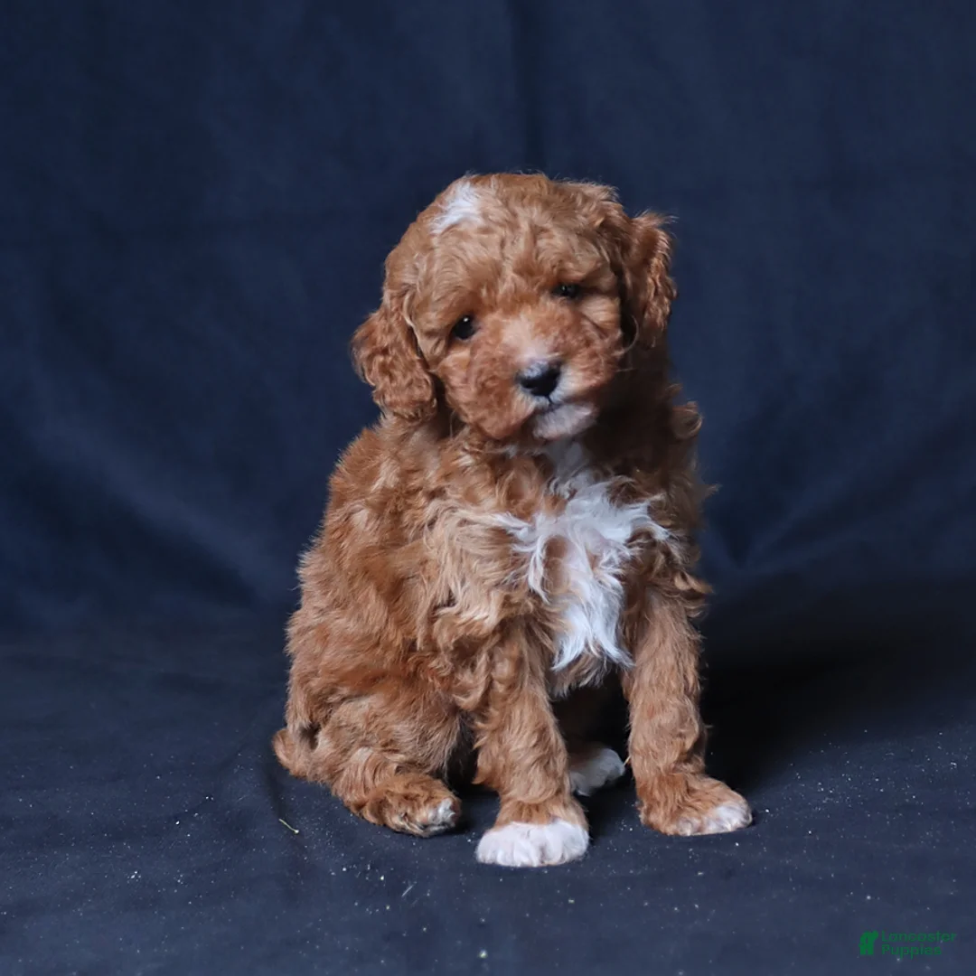 Toy Poodle dogs for sale: Utah - Ad 5