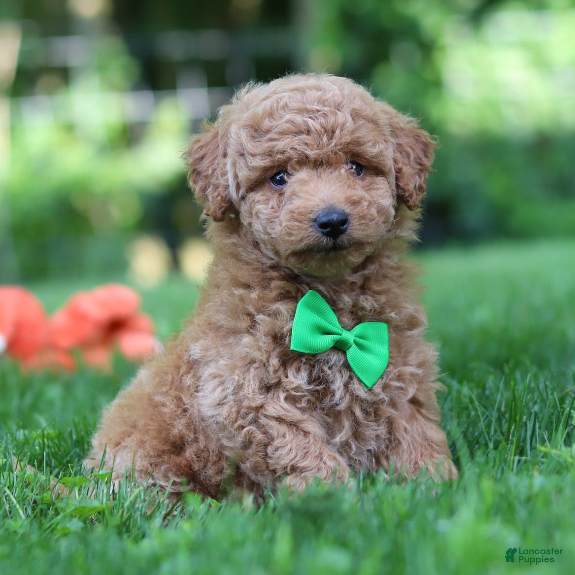 Mini Goldendoodle dogs Pumpkin - Ad 2