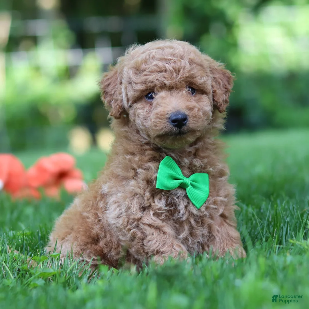 Mini Goldendoodle dogs for sale: Pumpkin - Ad 2